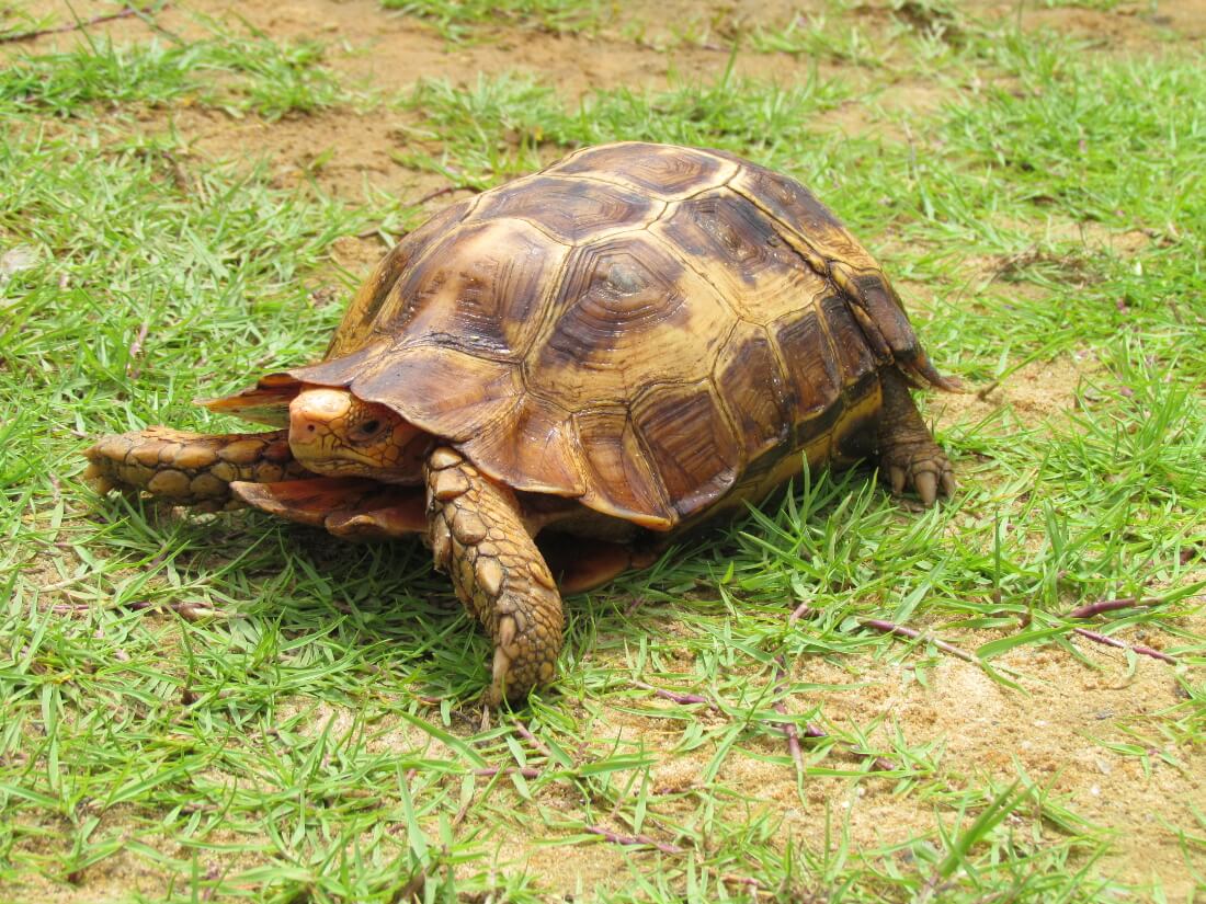 Kinixys Forest HingeBack Tortoise Conservation African Chelonian Institute