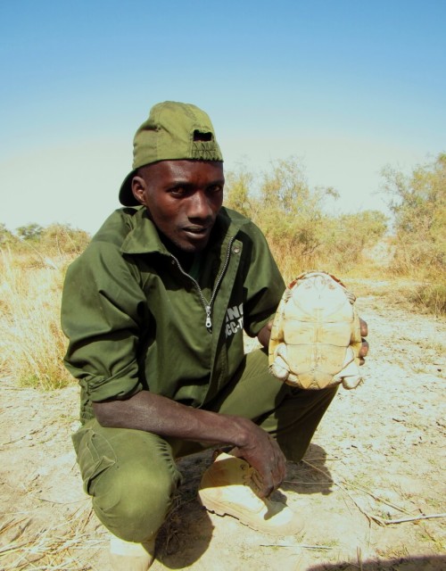 Eco-Guard Modou Doip holding a female Adanson's Terrapin at a nesting habitat in Tocc-Tocc Reserve