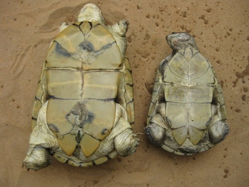 Adult Female (left) and Male (right) Pelusios adansonii - Female is always bigger