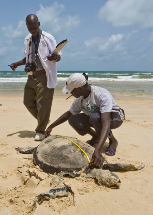 Kader taking morphometrics of a Chelonia mydas (Green Sea Turtle)