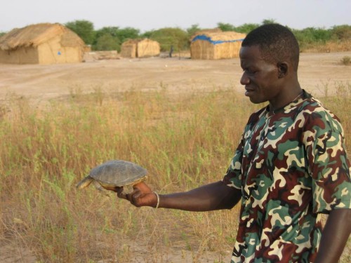 Makhmout, a local project partner, holding a large female Adanson's Terrapin
