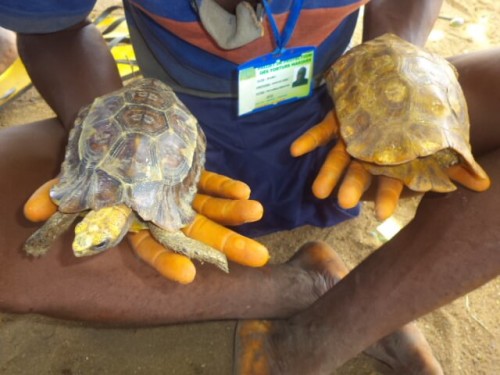 Pair of wild-caught Kinixys homeana from Benin
