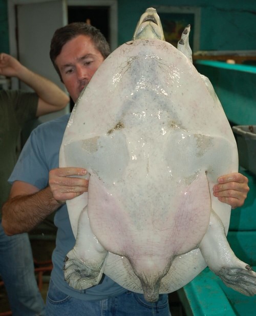 Patrick Baker holding a large, male Nubian Flapshell Turtle (Cyclanorbis elegans)
