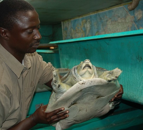 Tomas Diagne holding a critically endangered Nubian Flapshell Turtle (Cyclanorbis elegans)