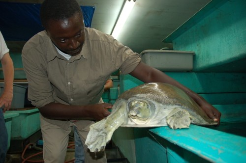 Tomas Diagne holding a critically endangered Nubian Flapshell Turtle (Cyclanorbis elegans)