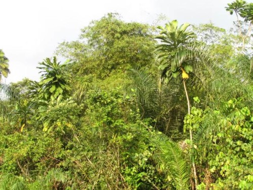 Typical Kinixys homeana habitat in Oueme, Benin