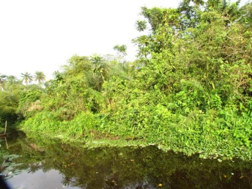 Typical Kinixys erosa habitat in Oueme, Benin