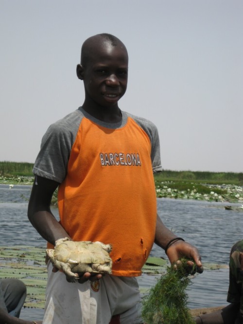 Young fisherman holding dead female P. adansonii caught in abandoned nets at Tocc-Tocc