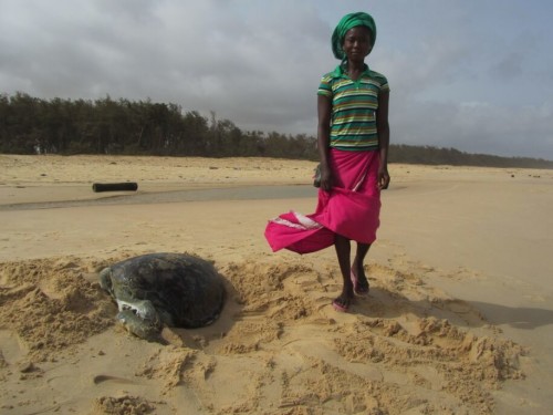 Young woman next to a dead Chelonia mydas (Green Sea Turtle)