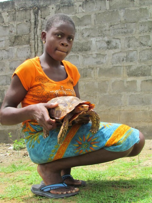 Girl Holding an adult male Kinixys erosa in Nigeria