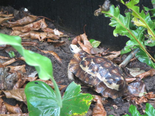 Beautiful specimen of the critically endangered Home's hingeback tortoise, Kinixys homeana at the Rhodin center - Senegal