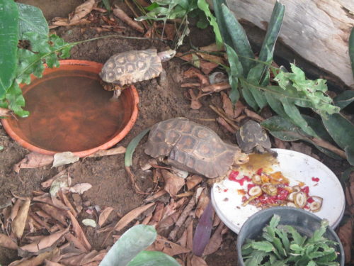 Feeding time for African hingeback tortoises, genus Kinixys at the Rhodin Center- Senegal
