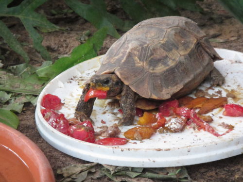 Feeding time for endangered serrated hingeback tortoise, Kinixys erosa at the Rhodin center- Senegal