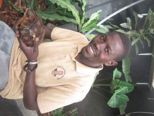 Marcel (Rhodin Center employee) holding a female of serrated hingeback tortoise at the Rhodin Center greenhouse