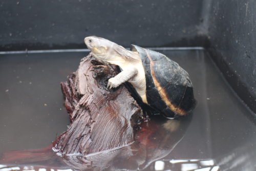 Upemba's terrapin, Pelusios upembae, basking inside a ZooMed turtle tub at the Rhodin Center - Senegal